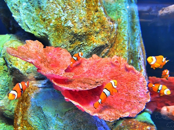 chiang-mai-zoo-aquarium-3