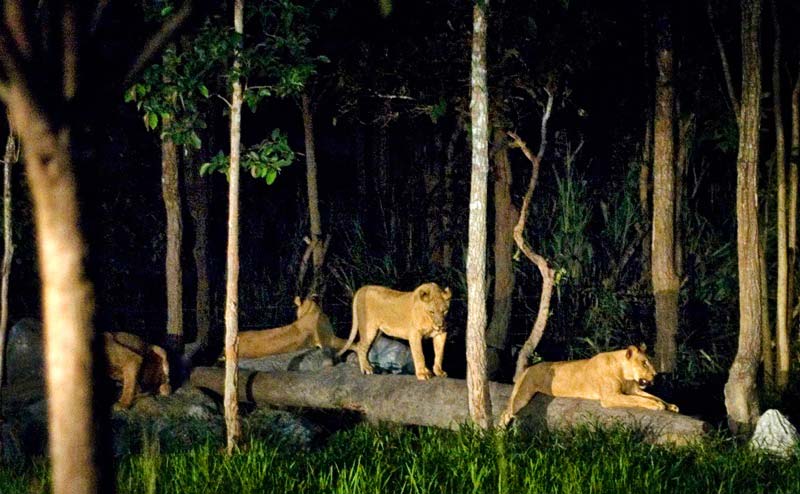 chiangmai-night-safari-10