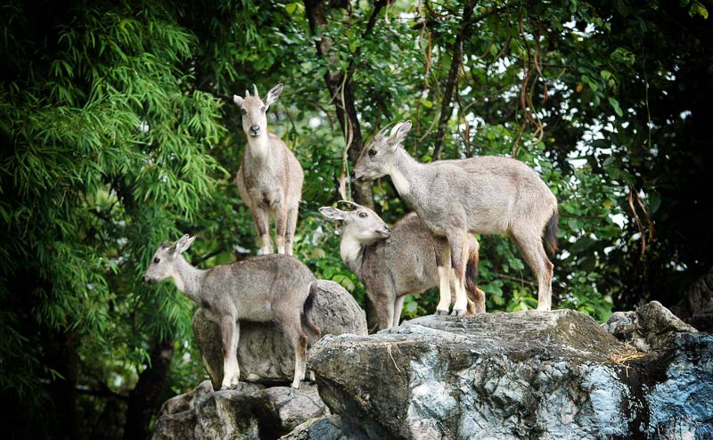 chiangmai-night-safari-6