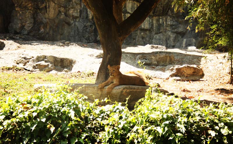 chiangmai-zoo-14