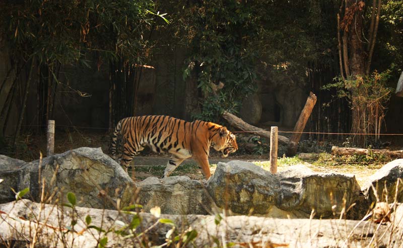 chiangmai-zoo-15