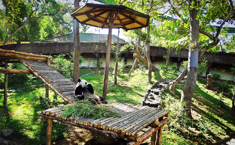chiangmai-zoo-2