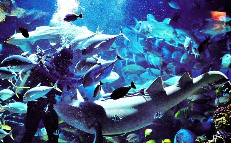 chiangmai-zoo-aquarium-2