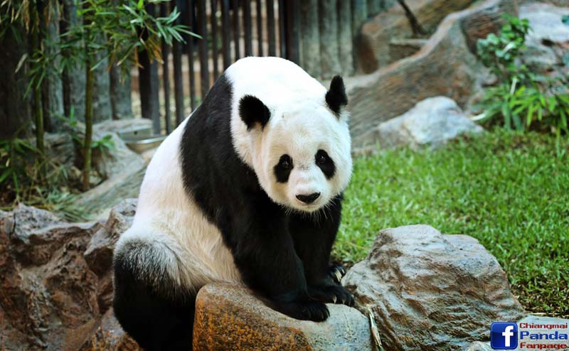 chiangmai-zoo-panda-3