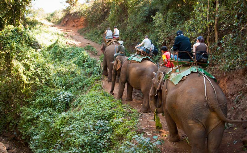 elephant-riding-chiangmai-1-1