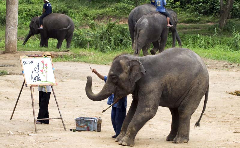 elephant-show-chiangmai-1