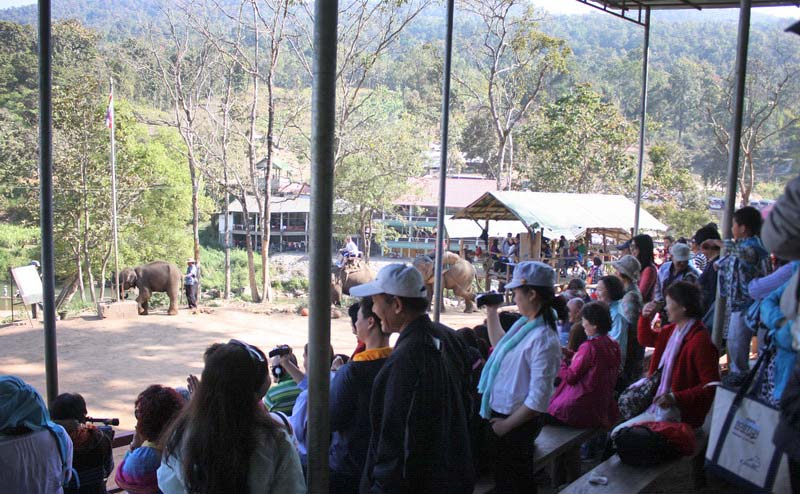elephant-show-chiangmai-7