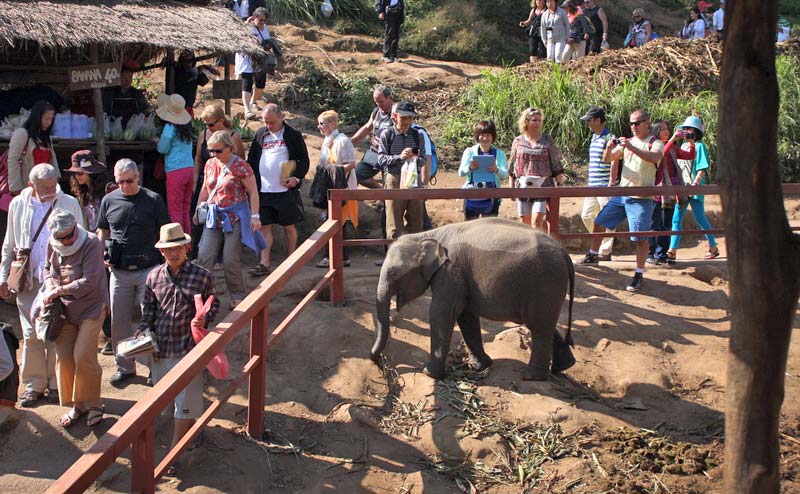 elephant-show-chiangmai-8