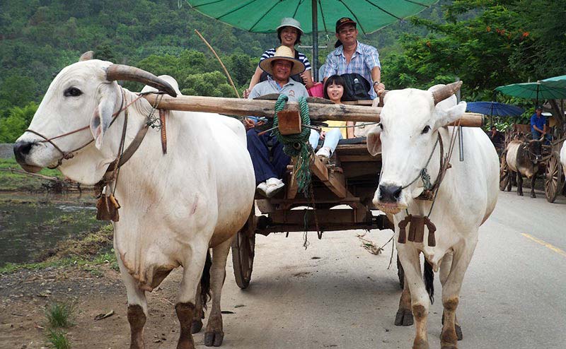 ox-cart-riding-chiangmai