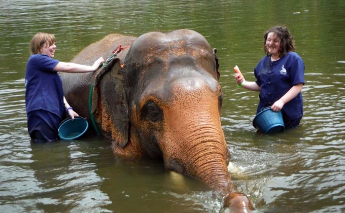 baan-chang-elephant-park-chiangmai-21