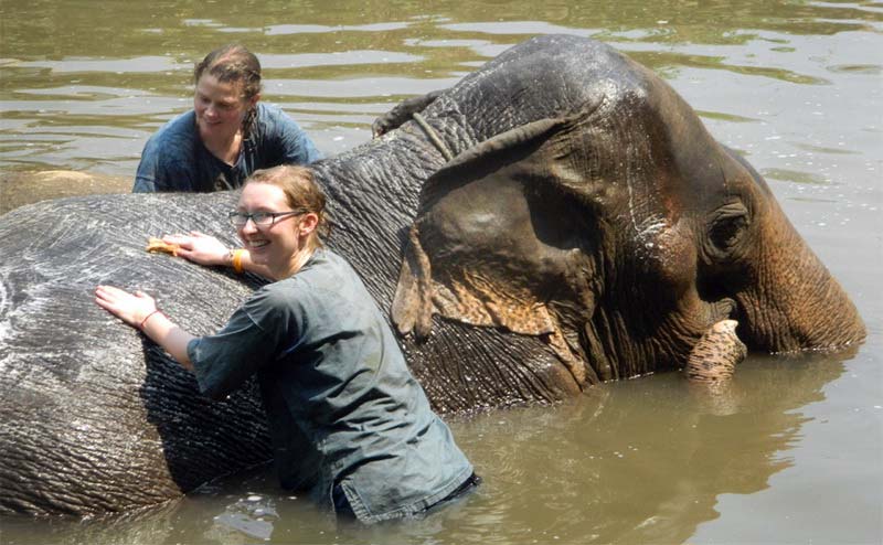 elephant-bathing-chiangmai-13
