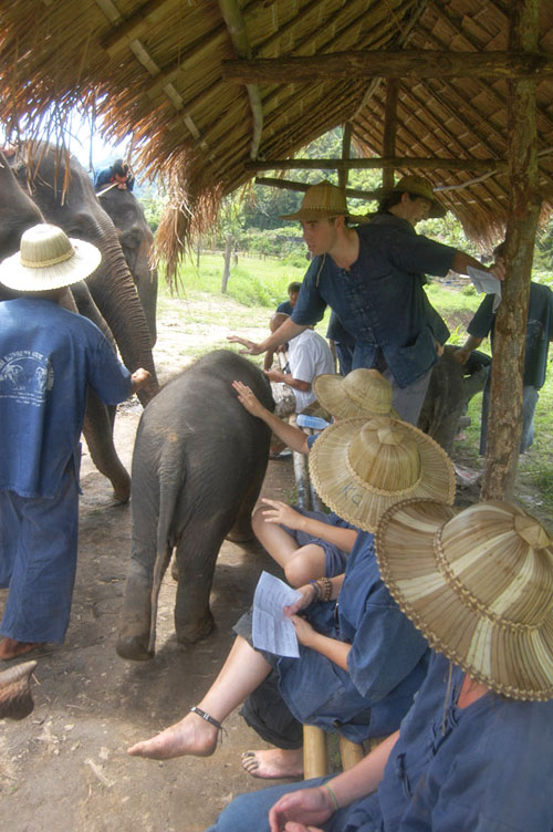 elephant-bathing-chiangmai-16