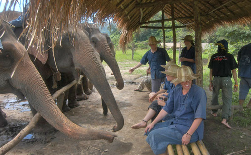elephant-bathing-chiangmai-18
