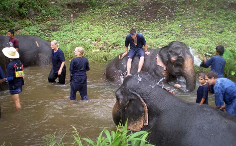 elephant-bathing-chiangmai-6