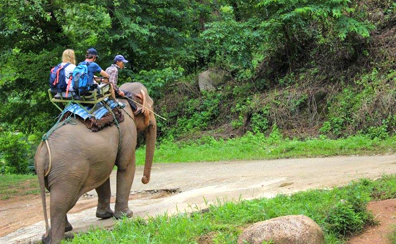 elephant-riding-chiangmai-3-1