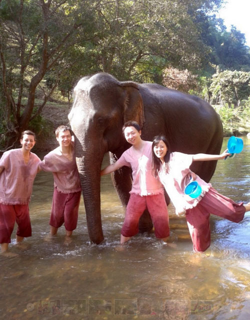 elephant-training-chiangmai-2
