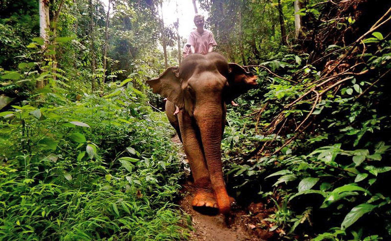 elephant-training-chiangmai-7