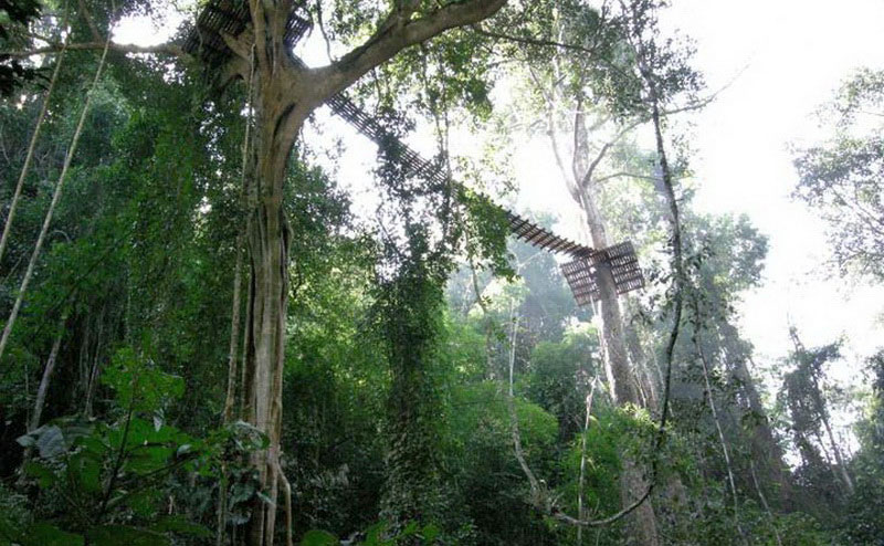 flight-of-the-gibbon-chiangmai-3