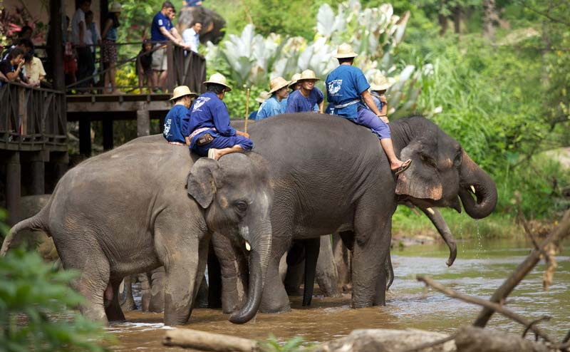 maesa-elephant-camp-chiangmai-12
