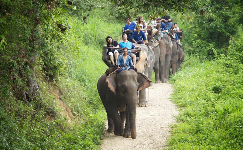 maesa-elephant-camp-chiangmai-14