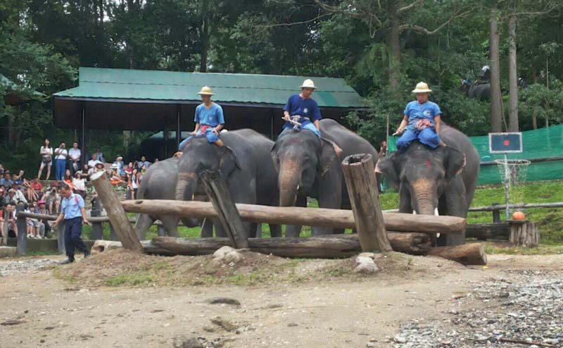 maesa-elephant-camp-chiangmai-17
