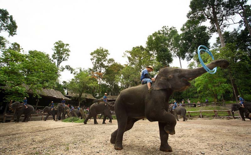 maesa-elephant-camp-chiangmai-5-1