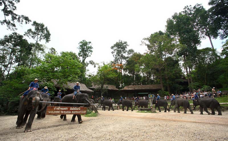 maesa-elephant-camp-chiangmai-6-1