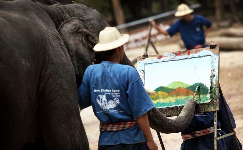 maesa-elephant-camp-chiangmai-7-1