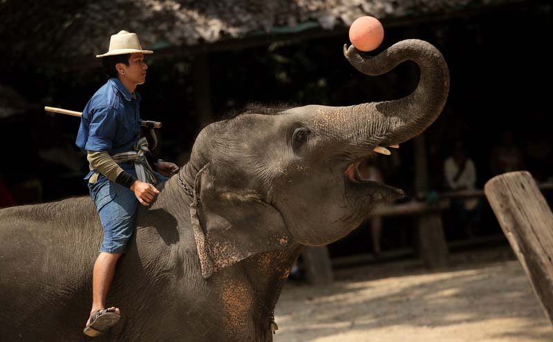 maesa-elephant-camp-chiangmai-9