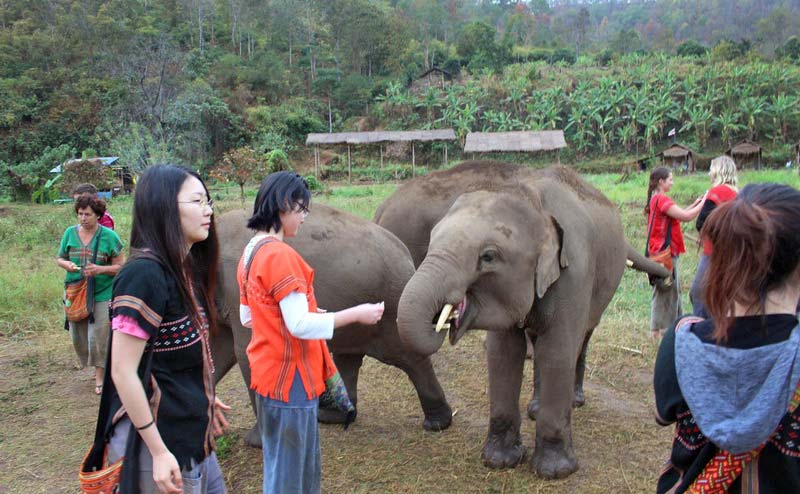 rantong-elephant-camp-chiangmai-13