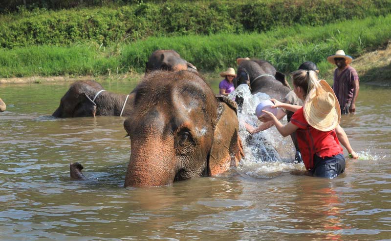 rantong-elephant-camp-chiangmai-6