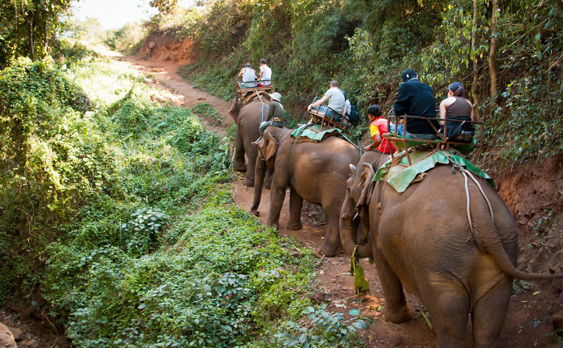 elephant-riding-chiangmai-1-2