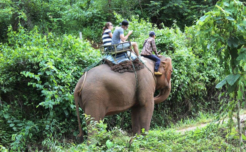 elephant-riding-chiangmai-6-1