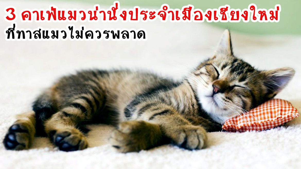 Sleeping-Cat1