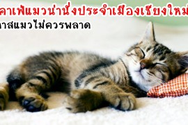Sleeping-Cat1