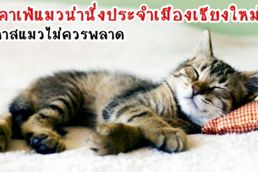 Sleeping-Cat1