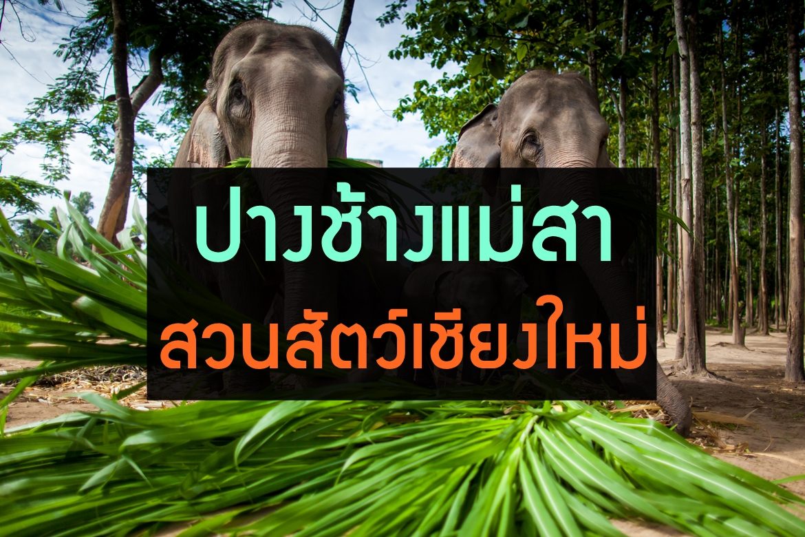 elephant-zoo