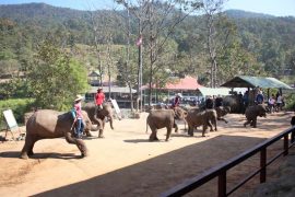 elephant-show-chiangmai-11