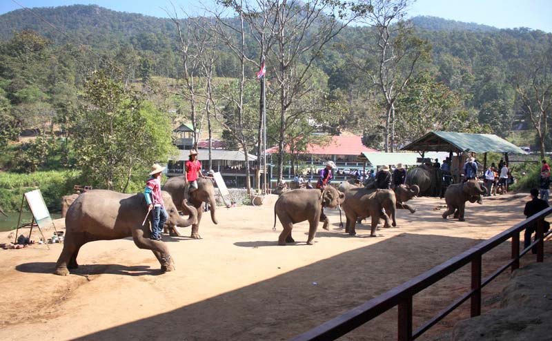 elephant-show-chiangmai-11