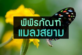 colorful  butterfly