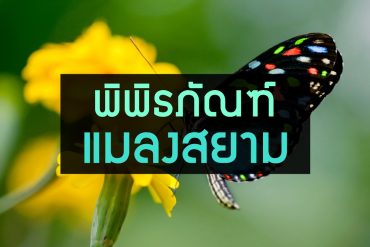 colorful  butterfly