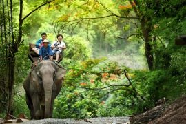 chiang-mai-elephant-at-work-smile