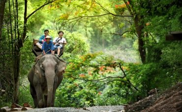 chiang-mai-elephant-at-work-smile