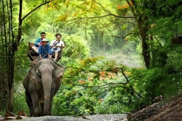 chiang-mai-elephant-at-work-smile