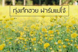 %e0%b8%97%e0%b8%b8%e0%b9%88%e0%b8%87%e0%b9%80%e0%b8%81%e0%b9%87%e0%b8%81%e0%b8%ae%e0%b8%a7%e0%b8%a2