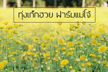 %e0%b8%97%e0%b8%b8%e0%b9%88%e0%b8%87%e0%b9%80%e0%b8%81%e0%b9%87%e0%b8%81%e0%b8%ae%e0%b8%a7%e0%b8%a2