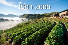 ไร่ชา 2000