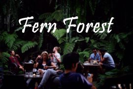 fern-forest