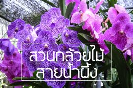 สวนกล้วยไม้