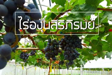 ไร่องุ่น